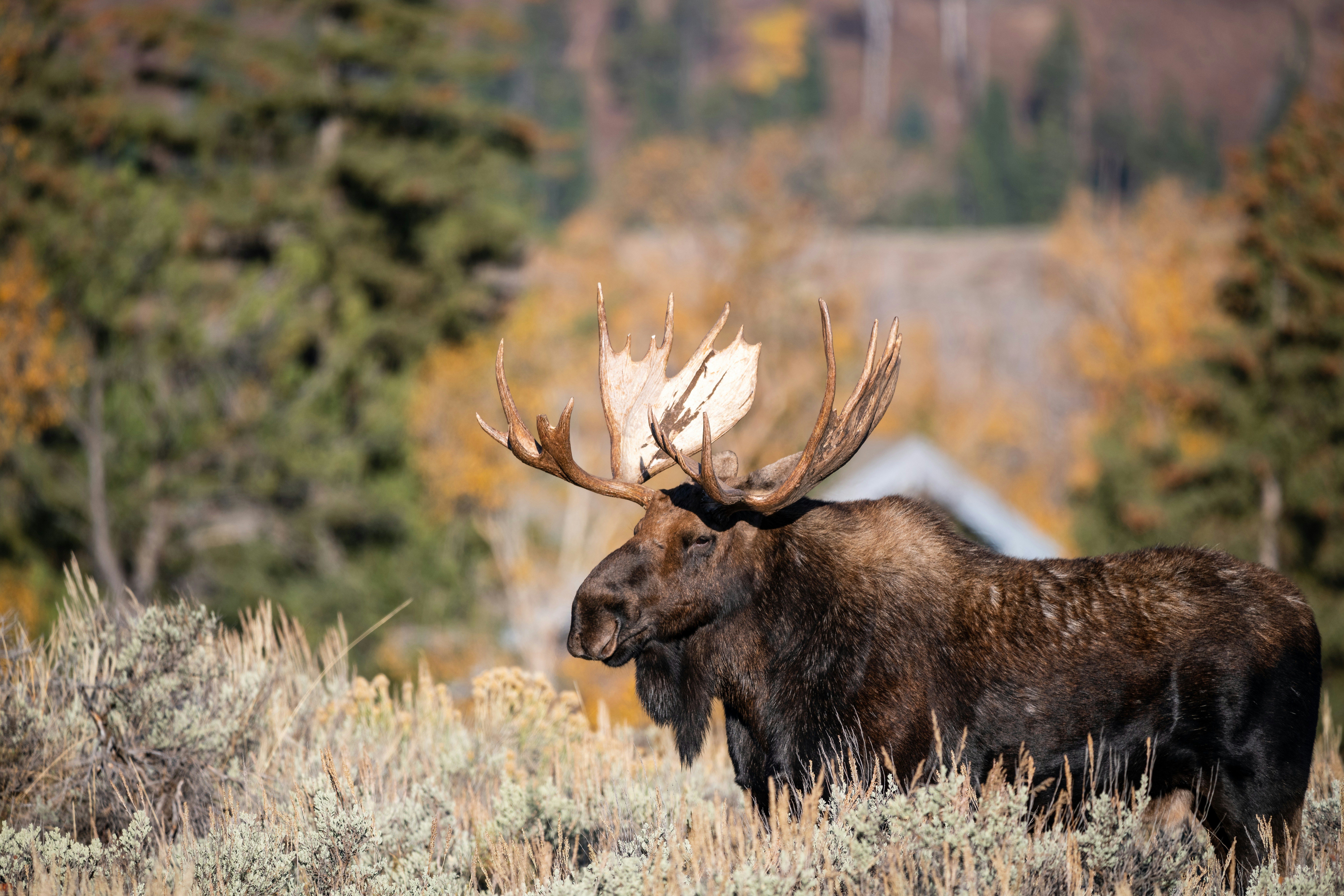 The Western Moose: Giants of the Forest
